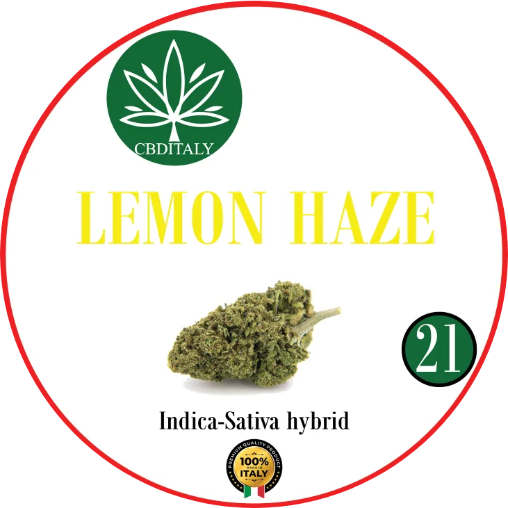 CBDITALY Lemon Haze CBD 21% – Indica-Sativa hübriid hemp õis, valmistatud Itaalias